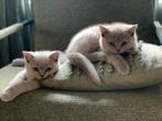 Brits Korthaar kittens met stamboom, Dieren en Toebehoren, Katten en Kittens | Raskatten | Korthaar, Meerdere dieren, Gechipt