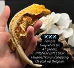 Wimpergekko’s met terrarium, Dieren en Toebehoren, Reptielen en Amfibieën, Hagedis, Met terrarium, 0 tot 2 jaar