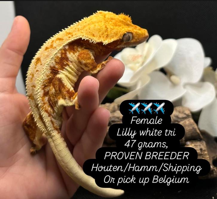 Wimpergekko’s met terrarium, Dieren en Toebehoren, Reptielen en Amfibieën, Hagedis, 0 tot 2 jaar, Met terrarium