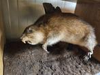 Geprepareerde muskusrat, Verzamelen, Dierenverzamelingen, Ophalen of Verzenden, Zo goed als nieuw, Overige soorten, Opgezet dier