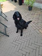 Te Koop Flatcoated Retriever, Dieren en Toebehoren, 6 jaar of ouder, Overige rassen, Teef, Eén hond