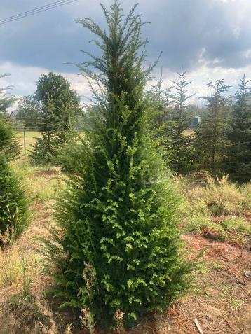 Taxus piramides 2 mtr beschikbaar voor biedingen