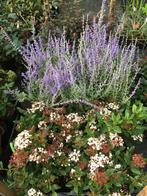 Skimmia Viburnum Rhododendron Siergras Leucothoe Laurier, Ophalen, Overige soorten, 100 tot 250 cm