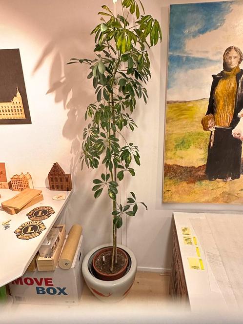 Hoge Schefflera / Vingerplant – ca. 2 meter, Huis en Inrichting, Kamerplanten, Overige soorten, 150 tot 200 cm, Groene kamerplant