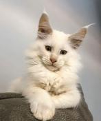 Maine Coon Kitten, Ophalen, Nieuw, Krabpaal
