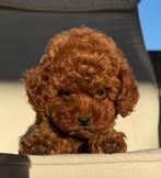poedel toy red, Dieren en Toebehoren, Rabiës (hondsdolheid), Overige rassen, 8 tot 15 weken, Buitenland