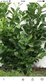Prunus Lauroserasus" Novita Laurier, Ophalen, Laurier, Struik, Minder dan 100 cm
