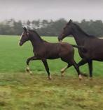 Tuigpaard merrie’s, Dieren en Toebehoren, Merrie, Minder dan 160 cm, 0 tot 2 jaar
