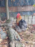 Kriel Cochin haantje te koop, Dieren en Toebehoren, Pluimvee, Mannelijk, Kip