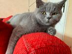 Goed tehuis gezocht voor Britse Korthaar (Blue), Poes, Ingeënt, 0 tot 2 jaar
