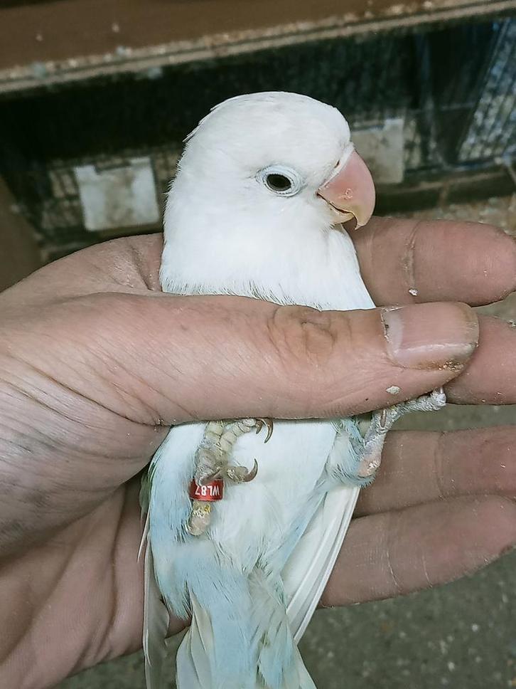 Prachtige brr agapornis fisheri opaline pastel man, Dieren en Toebehoren, Vogels | Parkieten en Papegaaien, Dwergpapegaai of Agapornis