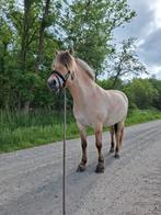 Verzorger gezocht voor lieve fjord, Ophalen
