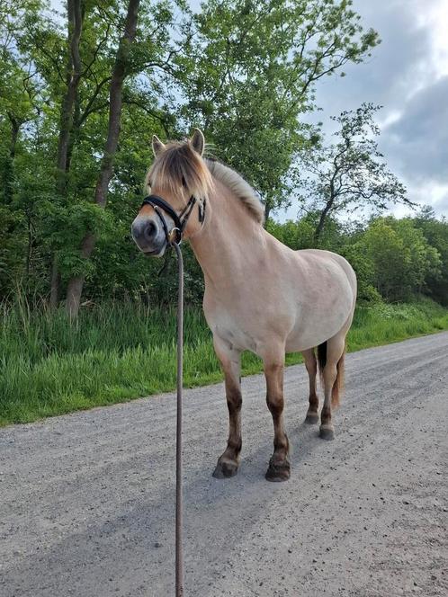 Verzorger gezocht voor lieve fjord, Dieren en Toebehoren, Paarden en Pony's | Overige Paardenspullen, Ophalen