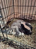 Kittens, Dieren en Toebehoren, Geslacht onbekend, Kortharig, 0 tot 2 jaar
