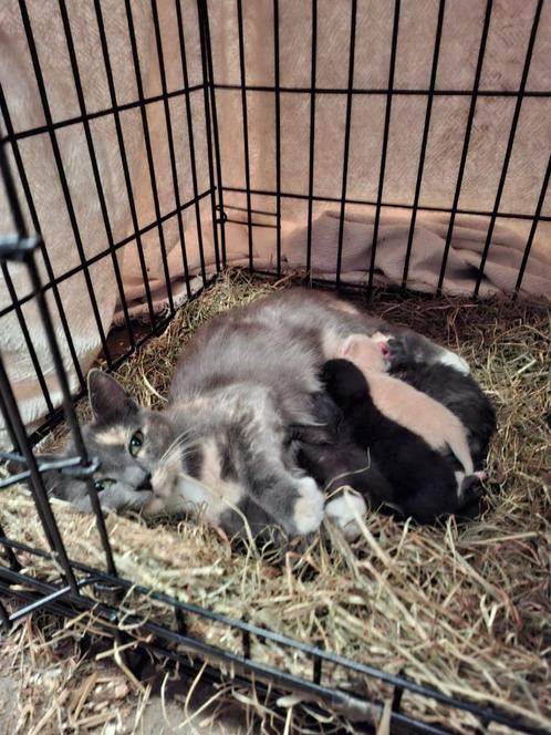 Kittens, Dieren en Toebehoren, Katten en Kittens | Overige Katten, Kortharig, Geslacht onbekend, 0 tot 2 jaar