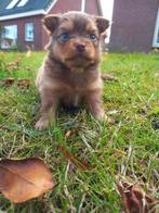 Pomchi pups, pomeriaan/dwergkees/chihuahua puppy, Dieren en Toebehoren, Overige rassen, 8 tot 15 weken, Meerdere, Meerdere dieren