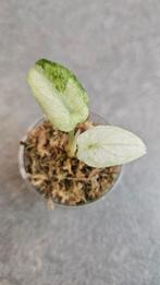 Alocasia Ninja Tricolor Variegata, Ophalen of Verzenden, Halfschaduw, Minder dan 100 cm