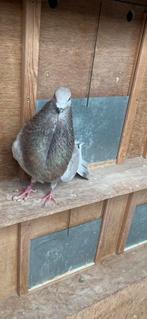 Doffer, Dieren en Toebehoren, Vogels | Duiven, Mannelijk, Kropper