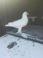 KROPPER, Dieren en Toebehoren, Vogels | Duiven, Mannelijk