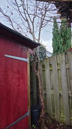 Boom gratis ophalen, Tuin en Terras, Ophalen, Halfschaduw, Overige soorten, 100 tot 250 cm