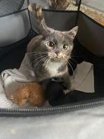 Munchkin x Britse korthaar kittens, Kater, 0 tot 2 jaar