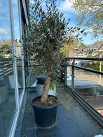 Mooie grote olijven boom met dikke stam, Overige soorten, Volle zon, Ophalen of Verzenden