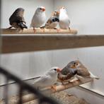 Zebravinken te koop, Dieren en Toebehoren, Vogels | Overige Vogels, Meerdere dieren, Tropenvogel, Geringd