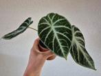 Alocasia tigrina mint var, siberian tiger, ninja, clypeolata, Ophalen of Verzenden, Halfschaduw, Minder dan 100 cm