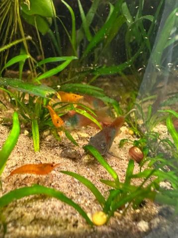 Corydoras Venuzuela Orange beschikbaar voor biedingen