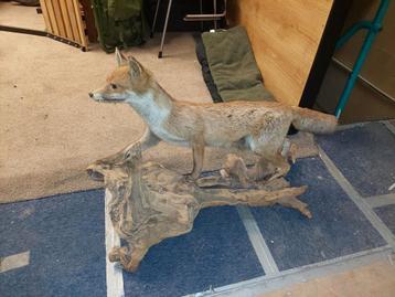 Taxidermie / opgezette vos beschikbaar voor biedingen