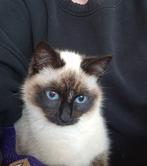 Allerliefste kat, Dieren en Toebehoren, Katten en Kittens | Overige Katten, Kater, Langharig, 0 tot 2 jaar