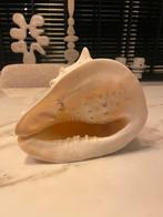 Grote Schelp - Decoratie, Huis en Inrichting, Woonaccessoires | Overige, Ophalen of Verzenden, Zo goed als nieuw