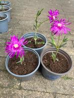 🌸 🐝 Delospermum vetplant roze bloemen delosperma rotstuin, Ophalen, Bodembedekkers, Volle zon, Vaste plant