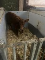 Red en black angus kalveren, Dieren en Toebehoren, Mannelijk