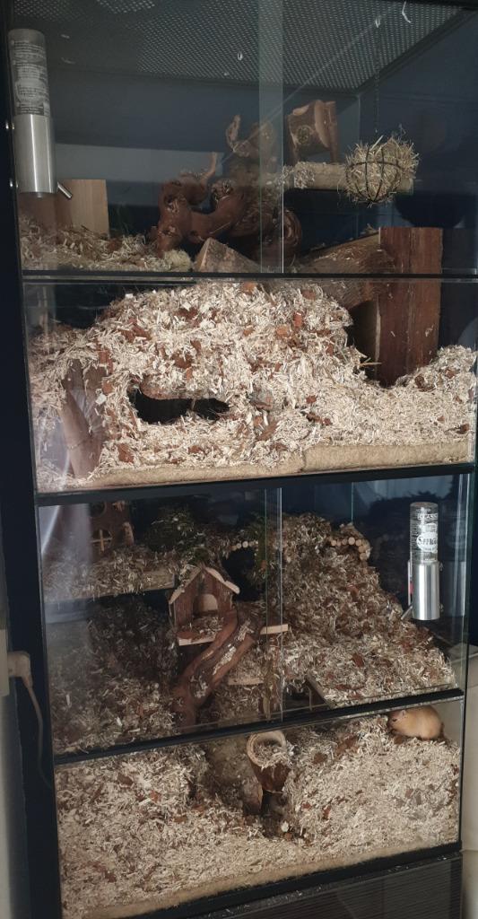 Stekelmuizen terrarium of Degoekooi, Gerbil terrarium kopen, Dieren en Toebehoren, Knaagdieren en Konijnen | Hokken en Kooien