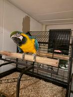 Blauwgele ara, Vrouwelijk, Papegaai