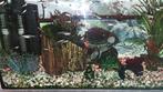 Guppen gratis, Dieren en Toebehoren, Vissen | Aquariumvissen, Vis