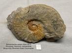 Ammoniet Nautilus Krijt Verzameling, Ophalen of Verzenden, Fossiel