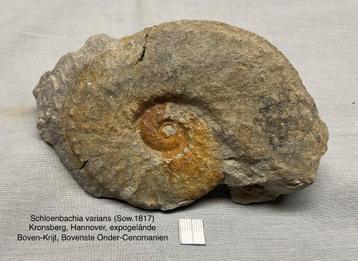 Ammoniet Nautilus Krijt Verzameling beschikbaar voor biedingen