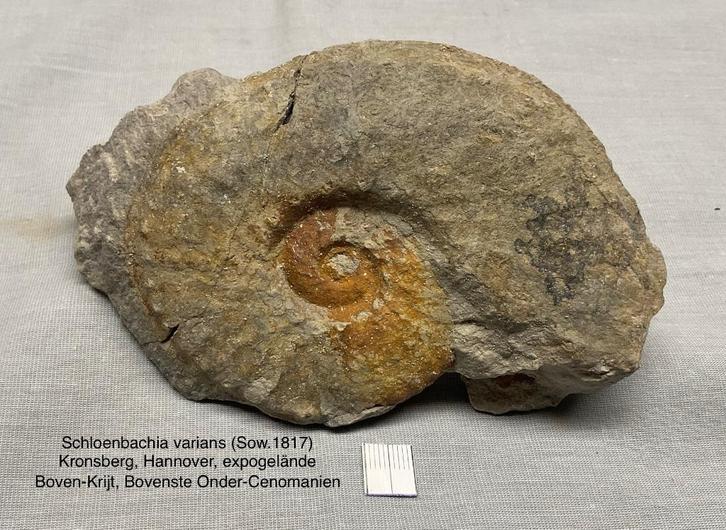 Ammoniet Nautilus Krijt Verzameling, Verzamelen, Mineralen en Fossielen, Fossiel, Ophalen of Verzenden