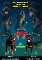 Rottweiler pups met stamboom Nestaankondiging wachtlijst, CDV (hondenziekte), Particulier, Meerdere, Geslacht onbekend