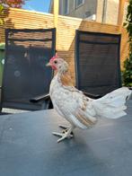 Serama haantje, Dieren en Toebehoren, Pluimvee, Mannelijk, Kip