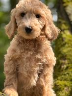 Beeldschone medium Labradoodle pups ! Uitstekend verzorgd, Dieren en Toebehoren, CDV (hondenziekte), Meerdere, 8 tot 15 weken