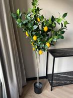 Neppe citroenplant - Mooie decoratieve plant, Huis en Inrichting, Kamerplanten, Ophalen, 100 tot 150 cm, Fruitplant, In pot