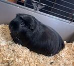 Prachtige lieve cavia, Dieren en Toebehoren, Cavia, Mannelijk, Juli, Tam