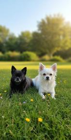 Luistert je hond niet. Ik los het op., Ophalen of Verzenden, Zo goed als nieuw