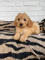 Maltipoo pups, maltezer x toy poedel, Dieren en Toebehoren, Honden | Chihuahua's en Gezelschapshonden, Overige rassen, CDV (hondenziekte)
