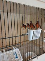 Kapoetsensijs bastaarden F1 mannen, Dieren en Toebehoren, Vogels | Overige Vogels, Mannelijk, Geringd
