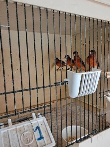 Kapoetsensijs bastaarden F1 mannen beschikbaar voor biedingen