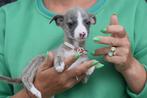 Whippet pup, België, Whippet, 8 tot 15 weken, Meerdere